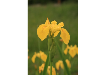 Wasser-Schwertlilie (Iris pseudacorus) - © Emanuel Trummer